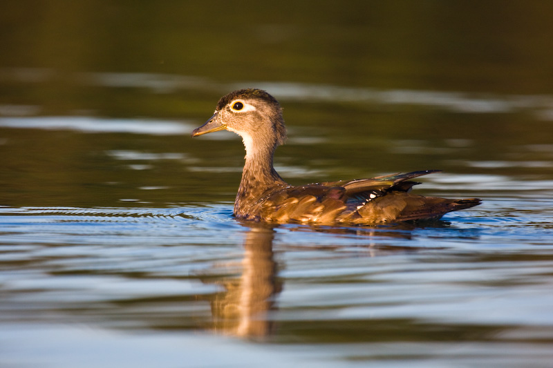 Wood Duck